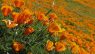 Eschscholzia californica
