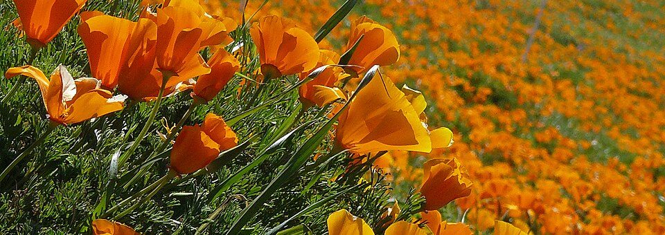 Eschscholzia californica