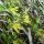 Cestrum corymbosum
