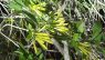 Cestrum corymbosum