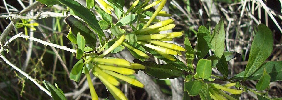 Cestrum corymbosum