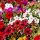 Petunia × hybrida