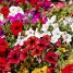 Petunia × hybrida