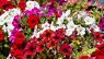 Petunia × hybrida