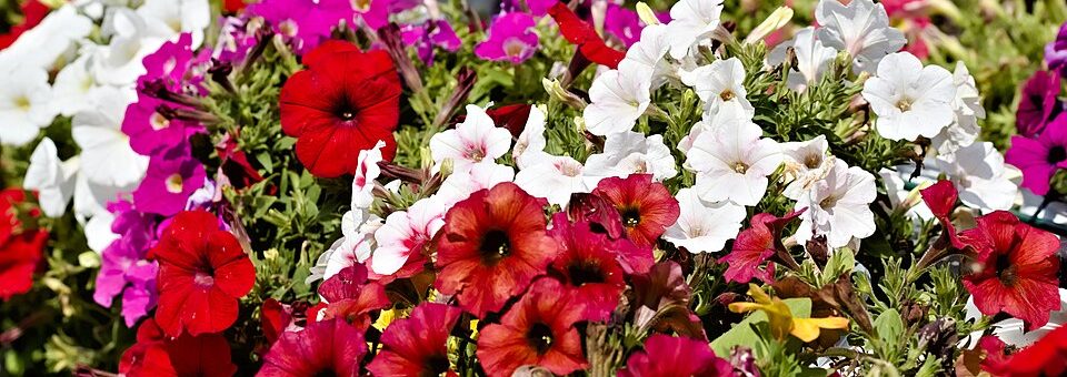 Petunia × hybrida