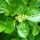 Pilea nummulariifolia