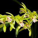 Cymbidium × hybridum