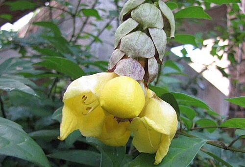 Gmelina philippensis