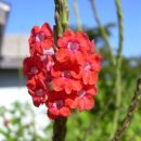 Stachytarpheta mutabilis