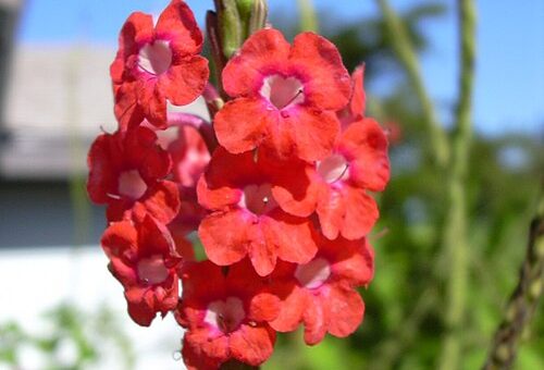 Stachytarpheta mutabilis