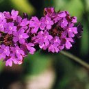 Verbena rigida