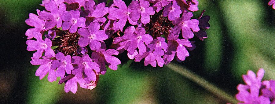Verbena rigida