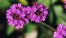 Verbena rigida