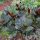 Costus erythrophyllus