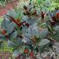 Costus erythrophyllus