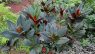 Costus erythrophyllus