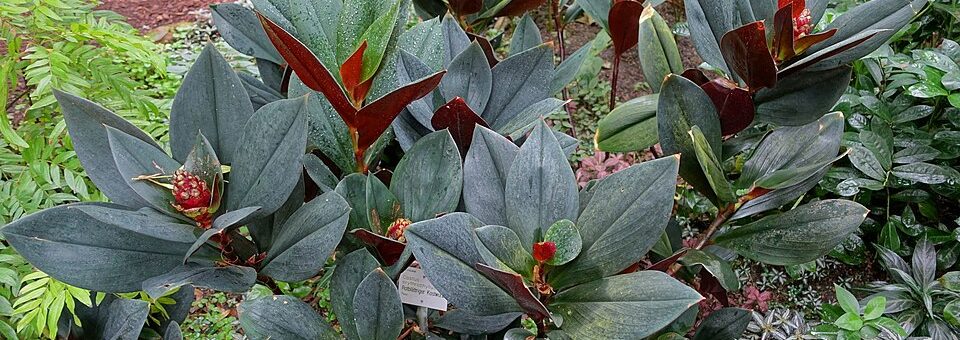Costus erythrophyllus