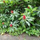 Costus comosus var. bakeri