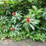 Costus comosus var. bakeri