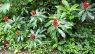 Costus comosus var. bakeri