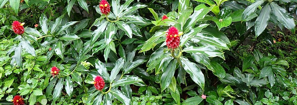 Costus comosus var. bakeri