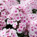 Phlox paniculata