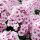 Phlox paniculata