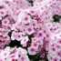 Phlox paniculata