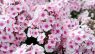 Phlox paniculata