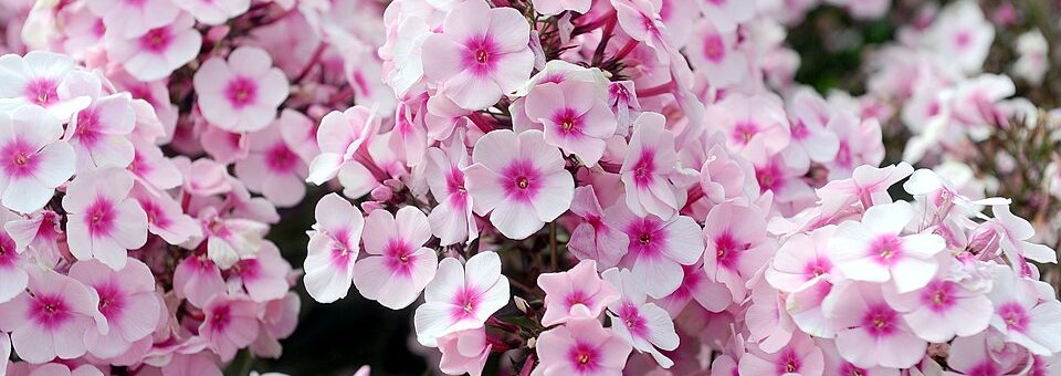 Phlox paniculata