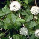 Physocarpus opulifolius