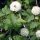 Physocarpus opulifolius