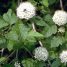 Physocarpus opulifolius