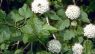 Physocarpus opulifolius