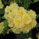 Rosa banksiae