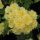 Rosa banksiae