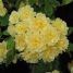 Rosa banksiae