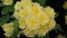 Rosa banksiae