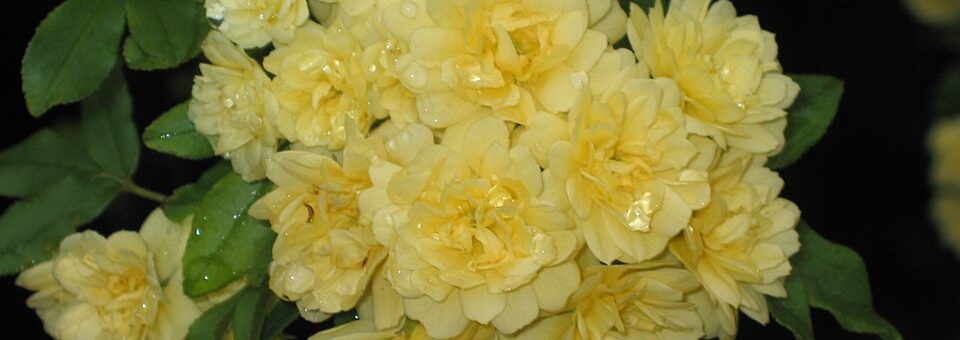 Rosa banksiae