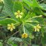 Tocoyena bullata
