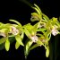 Cymbidium × hybridum