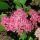 Spiraea × bumalda “Anthony Waterer”