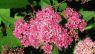 Spiraea × bumalda “Anthony Waterer”