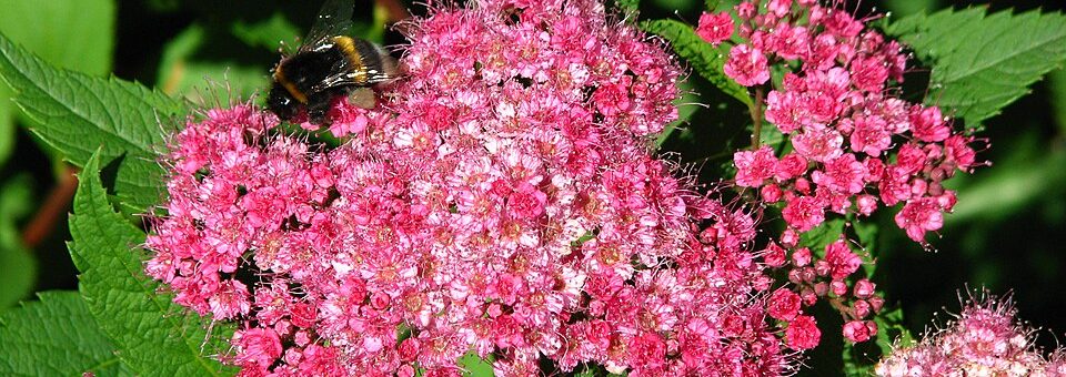 Spiraea × bumalda “Anthony Waterer”
