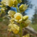 Heuchera cylindrica
