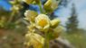 Heuchera cylindrica