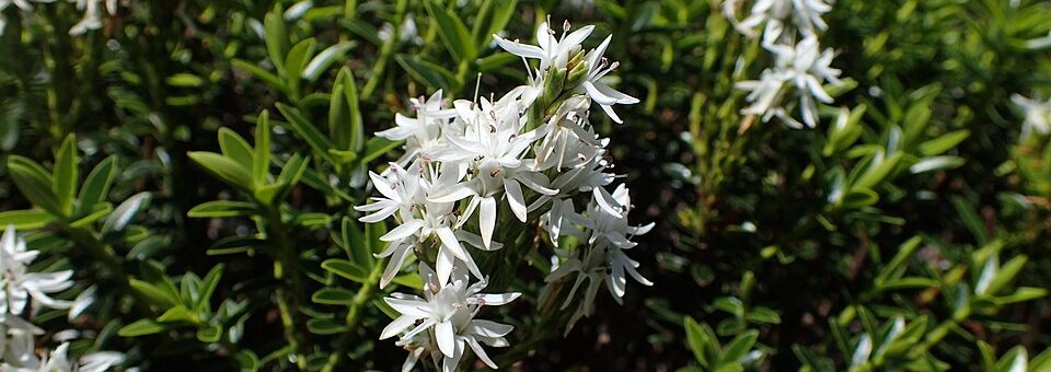 Veronica odora