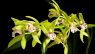 Cymbidium × hybridum