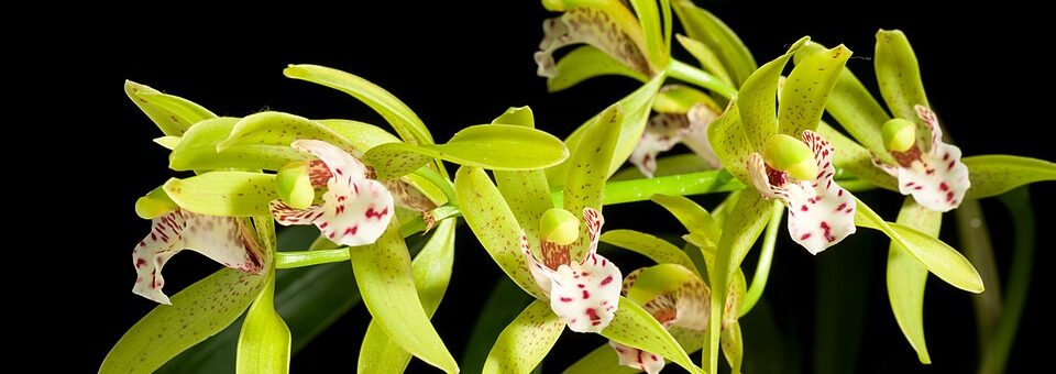 Cymbidium × hybridum