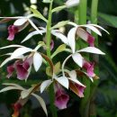 Phaius tankervilleae